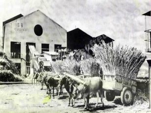 Les charrettes boeuf ou "sarèt bèf"