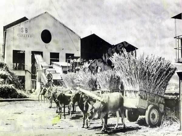 Les charrettes boeuf ou "sarèt bèf"