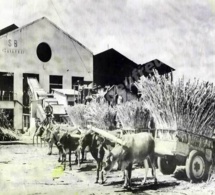 Les charrettes boeuf ou "sarèt bèf"