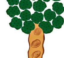 Dessiner/réaliser un arbre activité manuelle pour tous petits